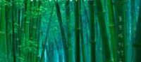 Reincarnated as A Bamboo